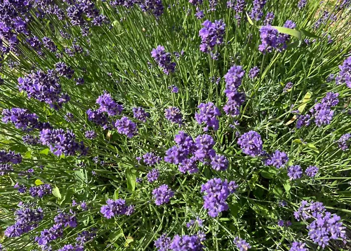 Gasthuis Le Mazet En Ete En Garrigue Nimoise Et Parking Nîmes